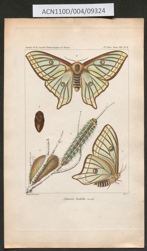 Fases del ciclo vital de la mariposa isabelina - Graellsia isabelae