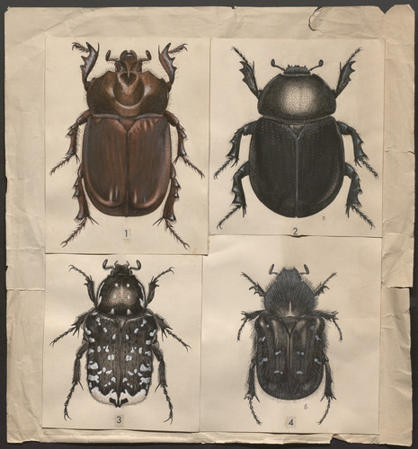 Composición de cuatro coleópteros escarabeidos : (1) Macho de Phyllognathus sp. (2) Pentodon sp., (3) 	Oxythyrea sp. y (4) Tropinota sp.