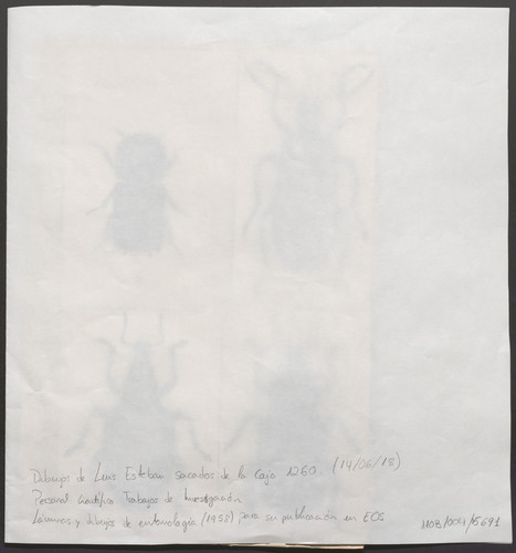 Composición de cuatro coleópteros : (1) Bostrichidae, (2) Tenebrionidae, (3) y (4) Curculionidae