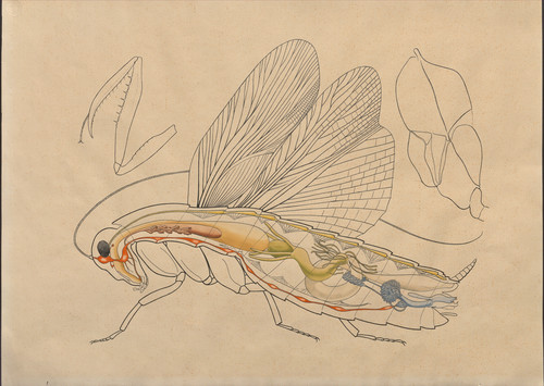 Composición de varias estructuras de tres insectos diferentes : (A, izquierda) Pata prensora de una Mantis, (B, Centro) organización interna de una cucaracha macho y (C,  Derecha) segmento  alar de una termita