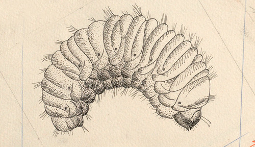 Iconografía del Instituto Español de Entomología